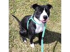 Adopt Ozzie a Black - with White American Pit Bull Terrier / Mixed dog in