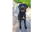 Adopt Morpheus Yrly 128 a Labrador Retriever / Mixed dog in Sidney