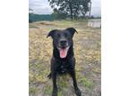 Adopt Titus a Black Labrador Retriever / Mixed dog in St Helens, OR (40736124)