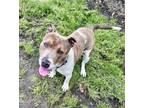 Adopt Tornado a Tan/Yellow/Fawn - with White American Pit Bull Terrier / Mixed