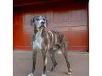 Adopt Brady a Boxer / Pointer / Mixed dog in Sebastian, FL (41043428)