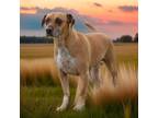 Adopt Jacks a Black Mouth Cur / Mixed Breed (Medium) / Mixed dog in Sebastian