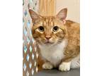 Adopt Buddy a Domestic Shorthair / Mixed (short coat) cat in Sebastian
