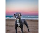 Adopt Kayzo a American Pit Bull Terrier / Mixed dog in Sebastian, FL (40907256)