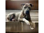 Adopt Loki a Presa Canario / Mixed dog in Sebastian, FL (40663666)