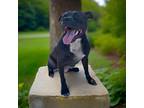 Adopt Gremlin a American Pit Bull Terrier / Mixed dog in Sebastian