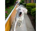 Adopt Beauxregard a Catahoula Leopard Dog / Mixed dog in Sebastian