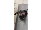 Adopt Meadow a Black - with Tan, Yellow or Fawn Dachshund / Mixed dog in