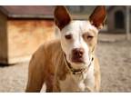 Adopt Aden a Brindle - with White Terrier (Unknown Type, Medium) / Mixed dog in