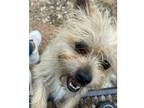 Adopt Scruffy and Peanut (Bonded Pair) a Jack Russell Terrier / Mixed dog in