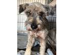 Adopt Liebe a Gray/Blue/Silver/Salt & Pepper Schnauzer (Miniature) / Mixed dog