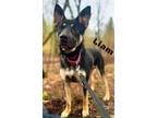 Adopt Liam a Australian Kelpie / Shepherd (Unknown Type) dog in Portland