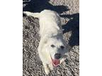 Adopt Gabbi a Great Pyrenees / Mixed dog in Batesville, AR (41299115)