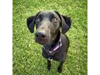 Adopt Jasper a Black German Shorthaired Pointer / Australian Cattle Dog dog in