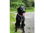 Adopt Kady (Daisy's Puppies) a Black - with White Labrador Retriever / Catahoula