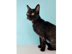 Adopt Morticia a All Black Domestic Shorthair / Mixed (short coat) cat in