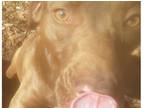Adopt Shady a Brown/Chocolate German Shorthaired Pointer / American Pit Bull