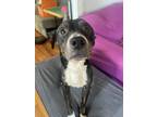 Adopt Diesel a Black Pit Bull Terrier dog in Springdale, PA (41127742)