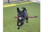 Adopt Clydale Ruffin a Dutch Shepherd / Mixed dog in San Diego, CA (41279203)