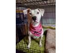 Adopt Honey a White - with Black American Pit Bull Terrier / Pit Bull Terrier /