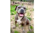 Adopt Willow Cricket a Staffordshire Bull Terrier / Mixed dog in Barrington