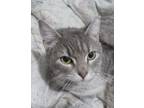 Adopt Taz a Gray, Blue or Silver Tabby Domestic Shorthair / Mixed (short coat)