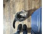 Adopt Baby a Tiger Striped Tabby / Mixed (medium coat) cat in Indianapolis