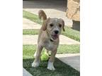 Adopt Everest a Tan/Yellow/Fawn Terrier (Unknown Type, Small) / Havanese / Mixed