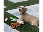 Adopt Casper a Tan/Yellow/Fawn Terrier (Unknown Type, Small) / Havanese / Mixed