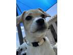Adopt Brie a Tan/Yellow/Fawn Terrier (Unknown Type, Small) / Dachshund / Mixed