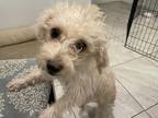 Adopt Yoko a White Terrier (Unknown Type, Small) / Mixed dog in Scottsdale