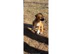 Adopt Simba a Brown/Chocolate - with Black Shepherd (Unknown Type) / Rottweiler
