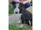 Adopt Dandy a Black Catahoula Leopard Dog / Australian Cattle Dog / Mixed (short