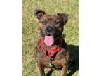 Adopt Ivory a Terrier (Unknown Type, Small) / Mixed dog in Darlington