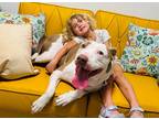 Adopt Chicken Nugget the Cuddly Smoocher a White American Staffordshire Terrier