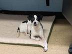 Adopt becky a White - with Black Beagle / Fox Terrier (Toy) / Mixed dog in