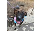 Adopt Jade a American Pit Bull Terrier / Mixed Breed (Medium) / Mixed dog in