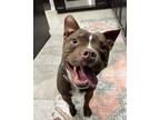 Adopt Pumba the petite piglet boy a Brown/Chocolate Boston Terrier dog in Provo