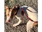 Adopt Puppy LAW Pecos a Brown/Chocolate - with White Shar Pei / Pit Bull Terrier