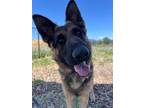 Adopt Camo a German Shepherd Dog / Mixed dog in Napa, CA (41147802)