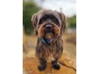 Adopt Scrappy a Black - with Brown, Red, Golden, Orange or Chestnut Westie