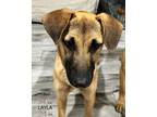 Adopt Layla a Brown/Chocolate - with White Anatolian Shepherd / Labrador
