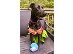 Adopt Jackpot a Doberman Pinscher / Cane Corso / Mixed dog in Bullard