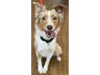 Adopt Chase a Merle Australian Shepherd / Mixed dog in Freehold, NJ (41313023)