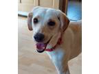 Adopt Bonnie a Tan/Yellow/Fawn Labrador Retriever / Greyhound / Mixed dog in
