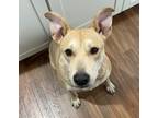 Adopt Victoria a Tan/Yellow/Fawn - with White Labrador Retriever / Mixed dog in