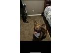 Adopt Saint a Brown/Chocolate - with White Doberman Pinscher / Labrador