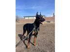 Adopt Anubis a Black - with Tan, Yellow or Fawn Doberman Pinscher / Mixed dog in