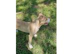 Adopt Peppermint Patty a Retriever (Unknown Type) / Mixed Breed (Medium) / Mixed