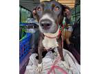 Adopt Bitsy a Black - with White Pit Bull Terrier / Labrador Retriever / Mixed